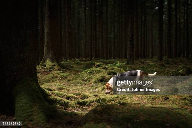 beagle in forest - animal sniffing stockfoto's en -beelden