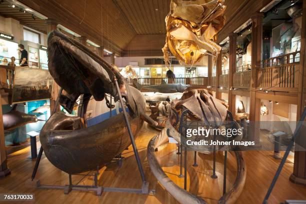 natural history museum, interior - gotemburgo imagens e fotografias de stock