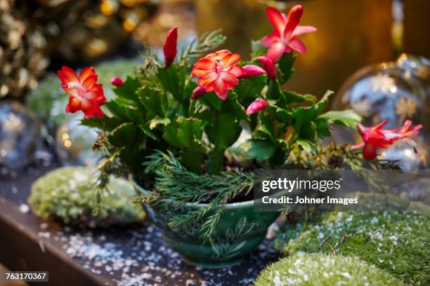 flowering succulent in pot - johner christmas foto e immagini stock