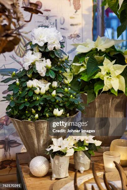 white flowers in pots - azalee stock-fotos und bilder