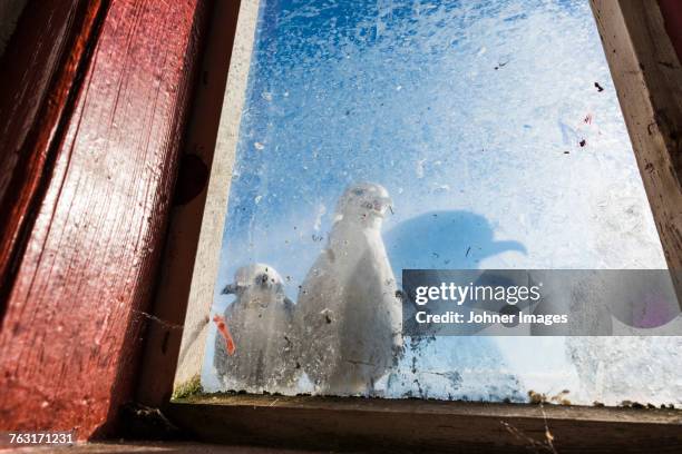 seagulls seen through window - dirty glass stock pictures, royalty-free photos & images