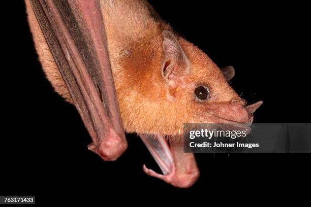 bat, close-up - bat animal stockfoto's en -beelden