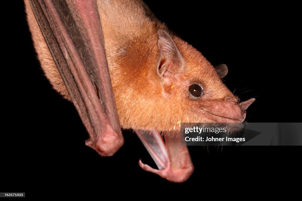 Bat, close-up