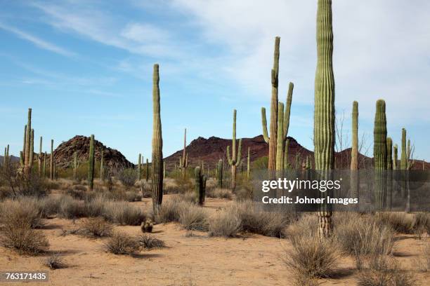 desert - cactus desert stock pictures, royalty-free photos & images