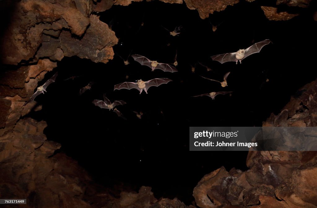 Bats flying in cave