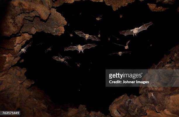 bats flying in cave - bats flying stock pictures, royalty-free photos & images