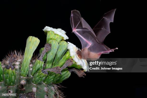 bat drinking flower nectar - bestäubung stock-fotos und bilder