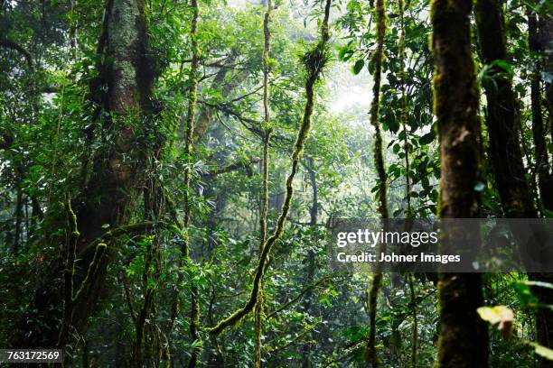 tropical forest - tropischer baum stock-fotos und bilder