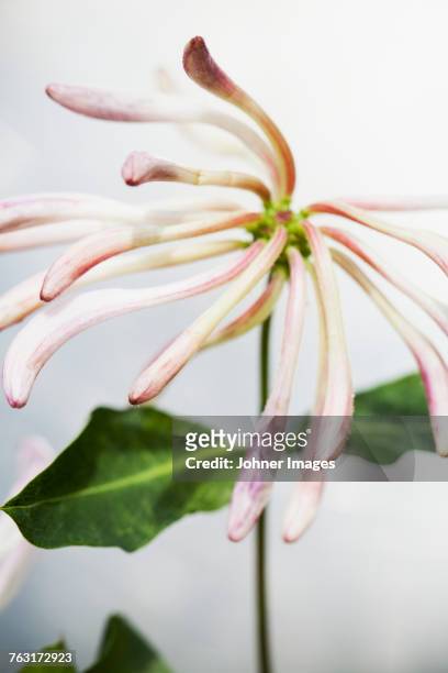 flower, close-up - honeysuckle stock pictures, royalty-free photos & images