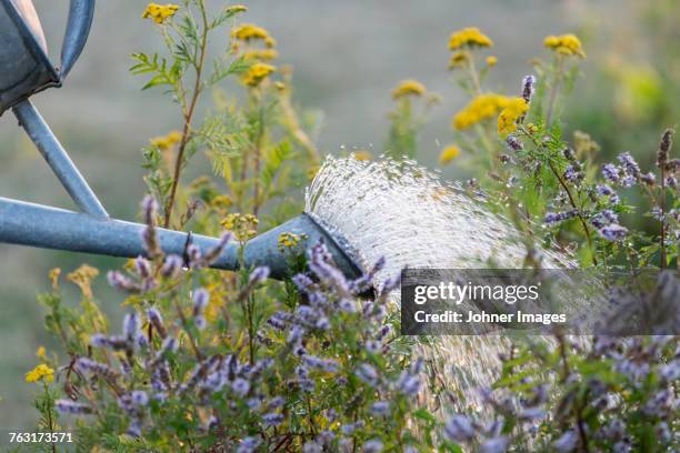 watering flowers in garden - gießkanne stock-fotos und bilder