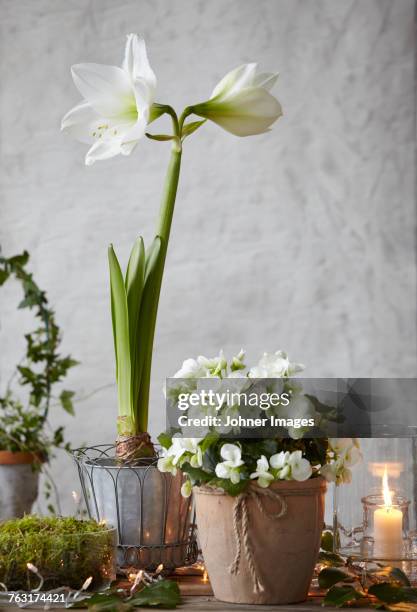 flowers in pots - amaryllis fotografías e imágenes de stock