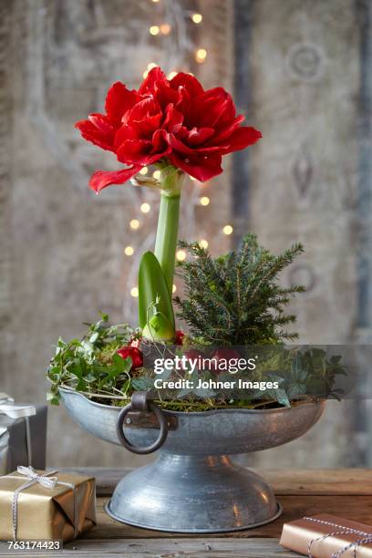 amarylis in pot - amaryllis fotografías e imágenes de stock