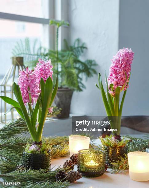 flowering hyacinths in pots - candle holder stock pictures, royalty-free photos & images