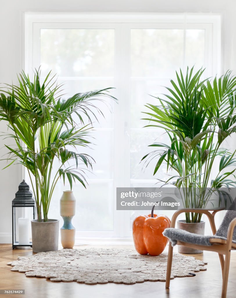 Potted plants in living room