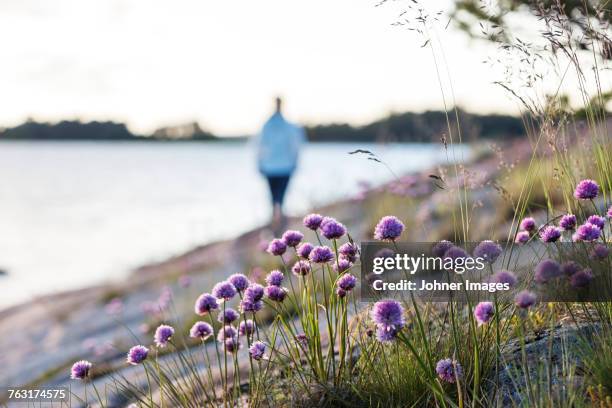 purple wildflowers - finnish nature stockfoto's en -beelden