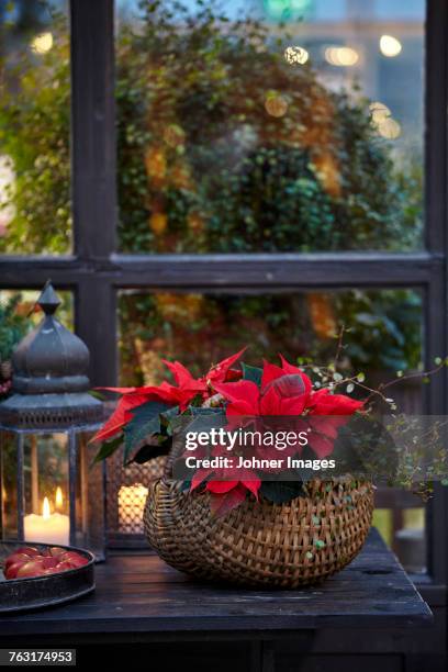creative flower decorations - julstjärna bildbanksfoton och bilder