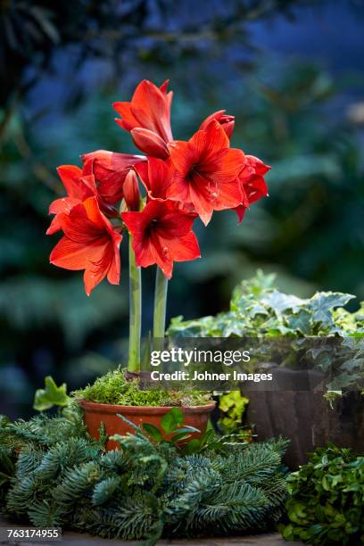 creative flower decorations - amaryllis stock-fotos und bilder