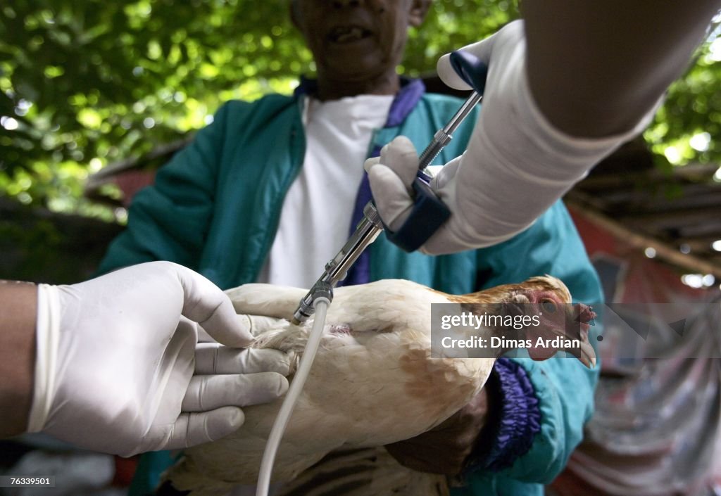 Bird Flu Outbreak Feared In Bali Resort Island