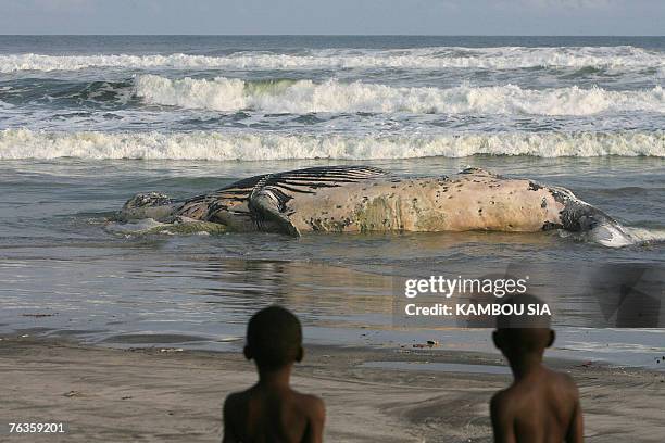12 Assini Mafia Stock Photos, High-Res Pictures, and Images - Getty Images