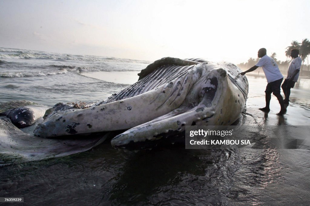 Two men touch 27 August 2007 a dead whal