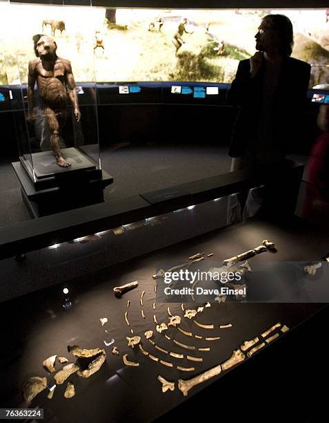 The 3.2 million year old fossilized remains of "Lucy", the most complete example of the hominid Australopithecus afarensis, is displayed at the...