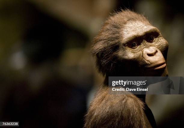 Sculptor's rendering of the hominid Australopithecus afarensis is displayed as part of an exhibition that includes the 3.2 million year old...