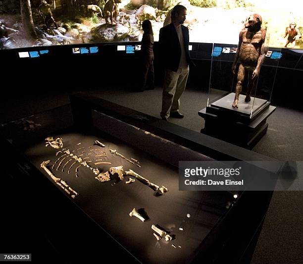 The 3.2 million year old fossilized remains of "Lucy", the most complete example of the hominid Australopithecus afarensis, is displayed at the...