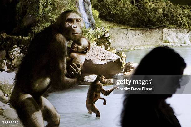 Sculptor's rendering of the hominid Australopithecus afarensis is displayed as part of an exhibition that includes the 3.2 million year old...