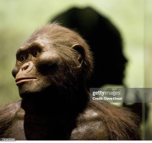 Sculptor's rendering of the hominid Australopithecus afarensis is displayed as part of an exhibition that includes the 3.2 million year old...