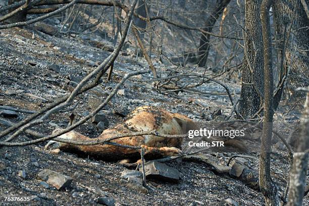 The body of a dear rests on the charred branches of wood after a blaze raged in Chrea, in the Blida Wilaya , some 50 kilometers from the capital city...