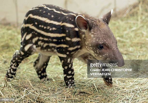 153 Tapir Baby Photos and Premium High Res Pictures - Getty Images