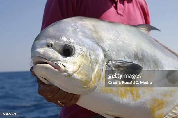 Permit Fish/meat 431 Permit Fish Stock Photos, High-Res Pictures, and Images - Getty Images