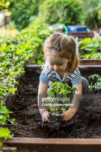 caucasian girl planting in garden - orgânico imagens e fotografias de stock