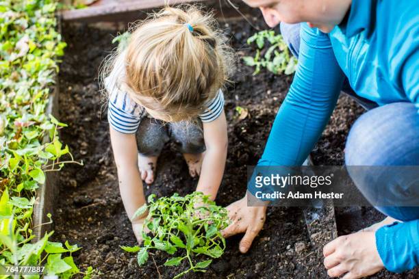 caucasian mother teaching gardening to daughter - no ordinary love stockfoto's en -beelden