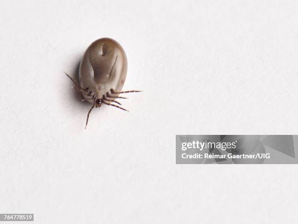 bottom view of an engorged female blacklegged deer tick on white paper - tique à pattes noires photos et images de collection
