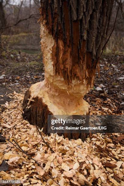 fresh beaver damage and wood chips of a large girdled willow tree - beaver chew stock pictures, royalty-free photos & images