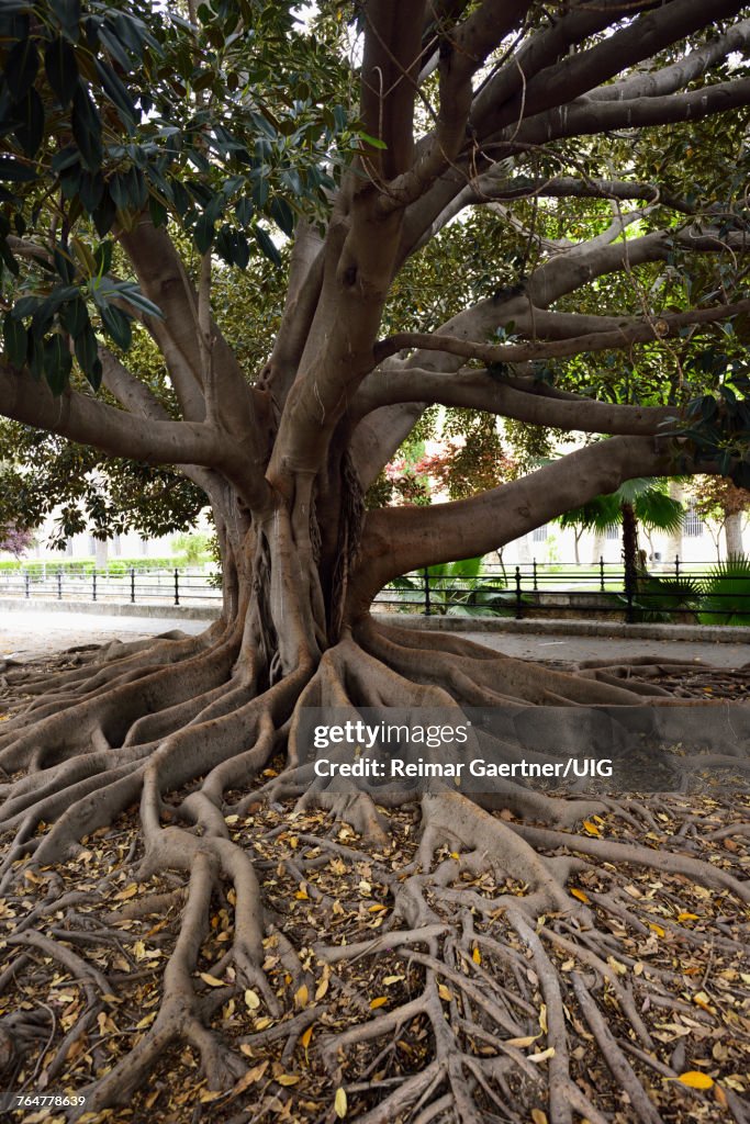 Large Rubber Tree ficus elastica in the Banyan group of figs in downtown Seville Spain