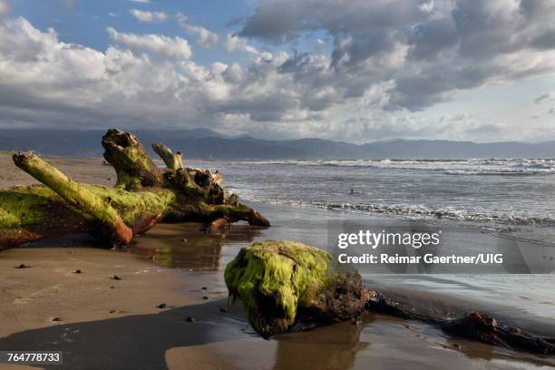 tree driftwood covered in seaweed on beach of nuevo vallarta mexico - nuevo vallarta stock pictures, royalty-free photos & images