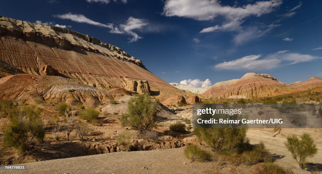 Saxaul shrubs and dry stream beds of Aktau mountains Altyn Emel National Park Kazakhstan