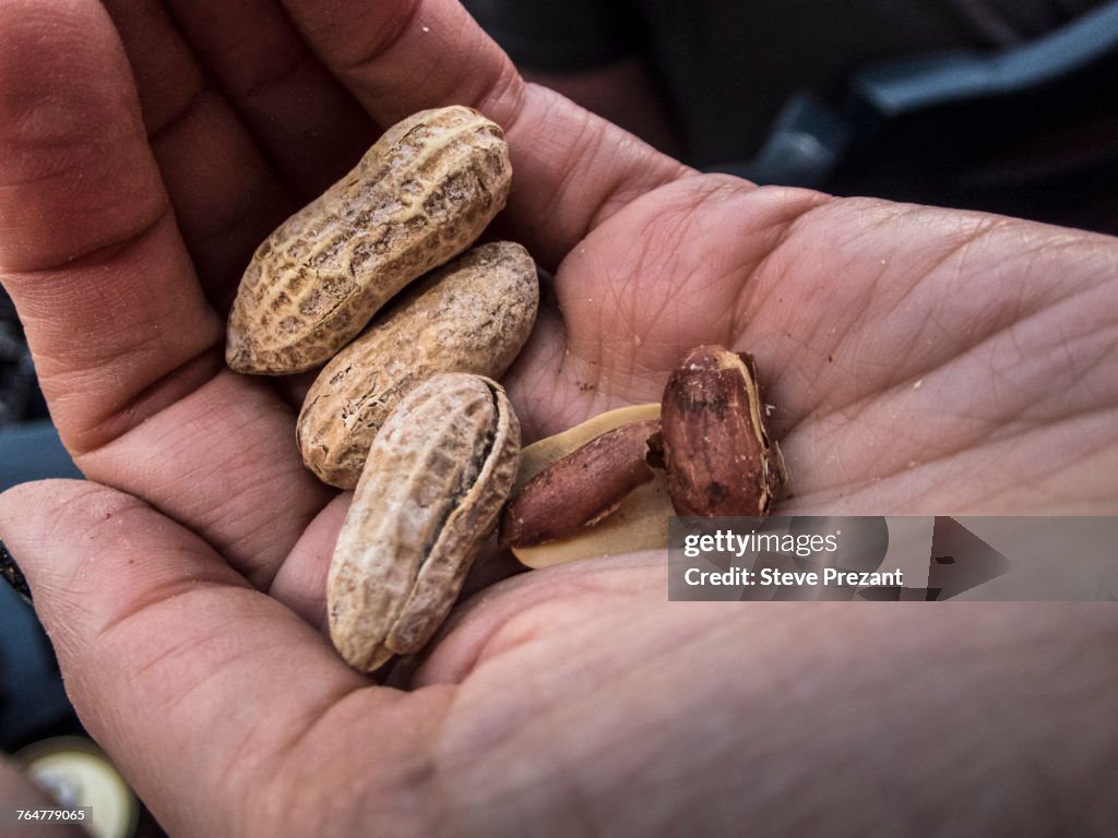 Hand holding peanuts
