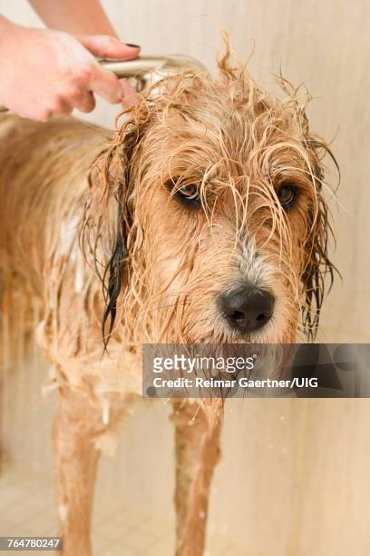woman shampooing and rinsing a shaggy dog in a home shower stall - raggig bildbanksfoton och bilder
