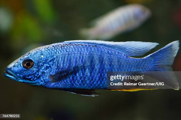 electric blue hap african cichlid in a freshwater aquarium - cichlid aquarium stock pictures, royalty-free photos & images