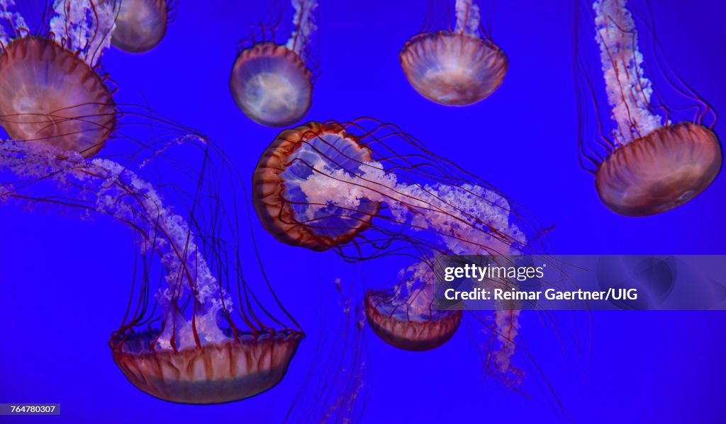 Pacific sea nettles with long stinging tentacles swimming in an aquarium