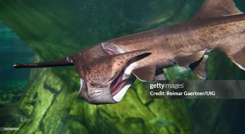 American Paddlefish ram suspension feeding zooplankton in an aquarium