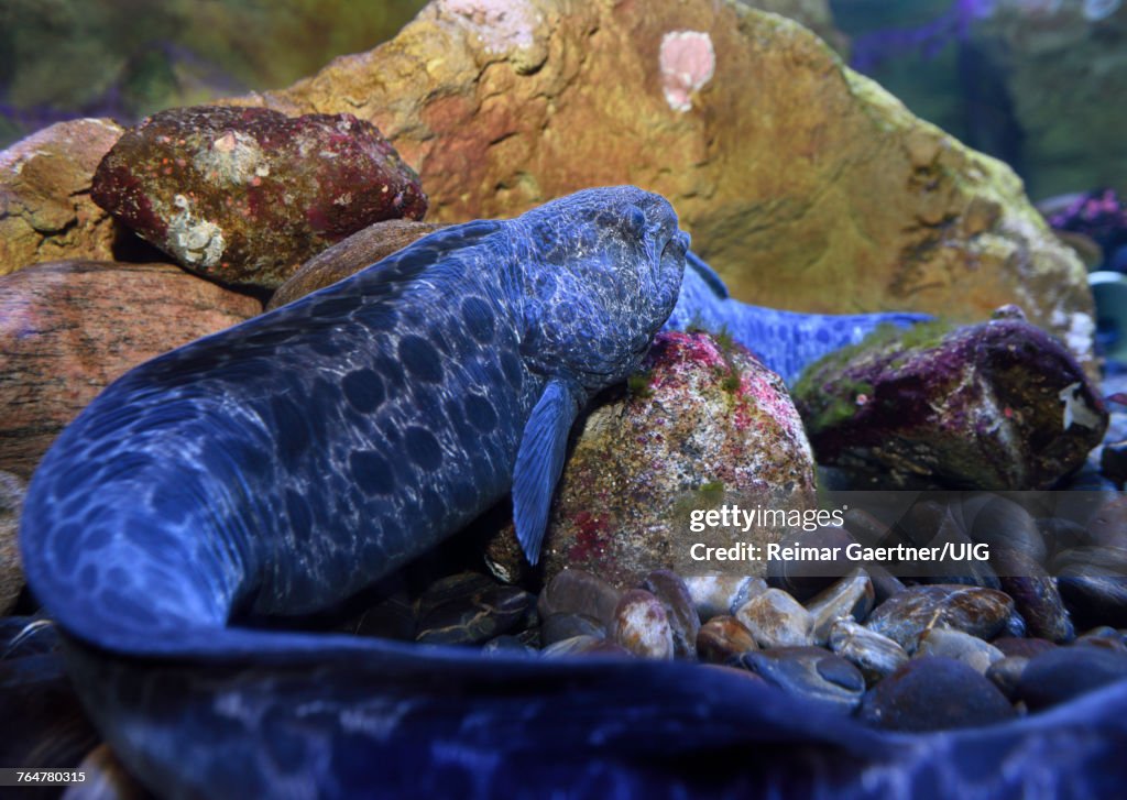Wolf Eel fish with long tail lying on the bottom of an aquarium