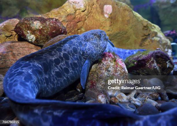 wolf eel fish with long tail lying on the bottom of an aquarium - wolf eel stock pictures, royalty-free photos & images