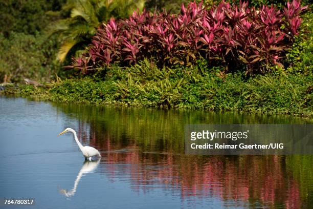 great white egret hunting in a pond in mexico with iguana and red ti plant mexico - nuevo vallarta stock pictures, royalty-free photos & images