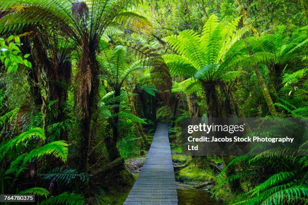 wooden footpath in dense jungle - westland isla del sur de nueva zelanda fotografías e imágenes de stock