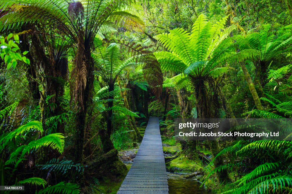 Wooden footpath in dense jungle
