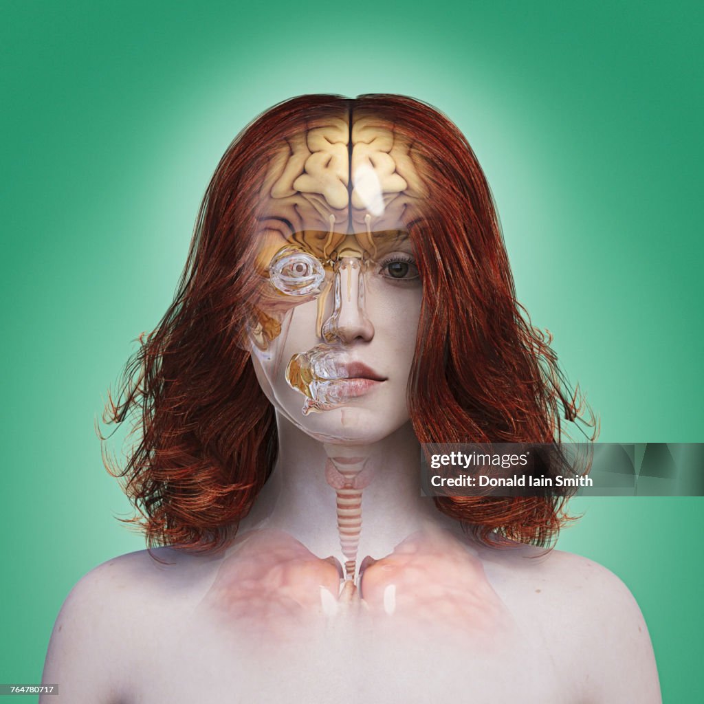 Organs in transparent woman